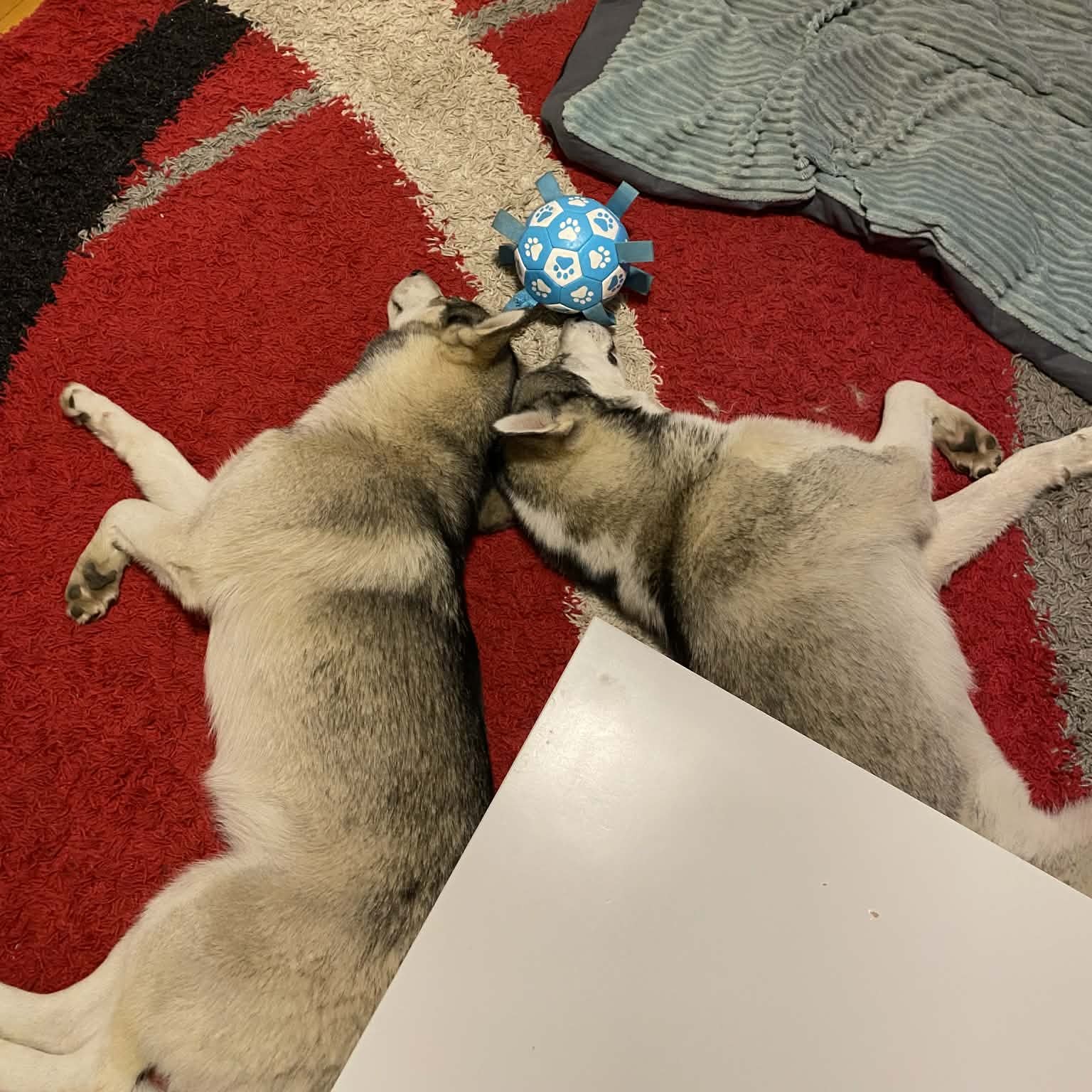 huskyk 1536